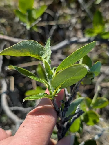 Richardson's willow