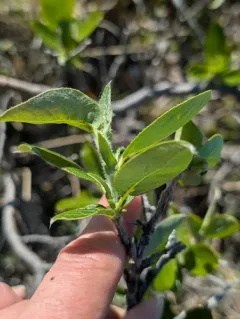 Richardson's willow thumbnail 1
