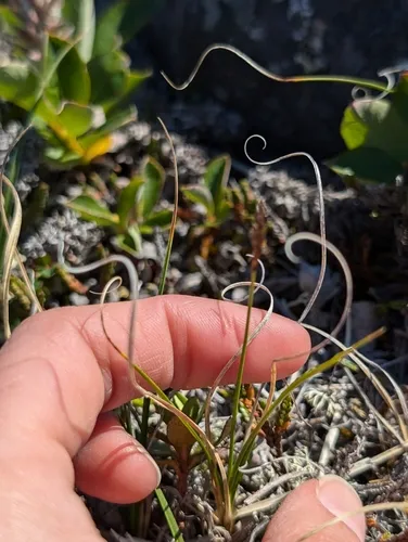 Rock Sedge