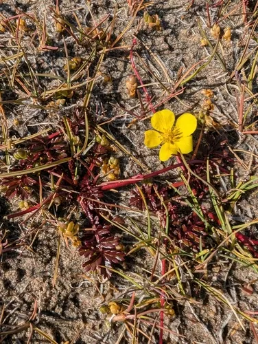 Yukon Silverweed