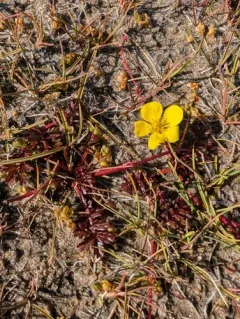 Yukon Silverweed thumbnail 1