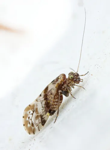 Trichadenotecnum majus