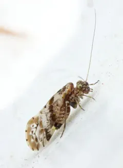 Trichadenotecnum majus thumbnail 1