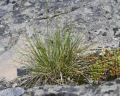 Alpine Sweetgrass thumbnail 3