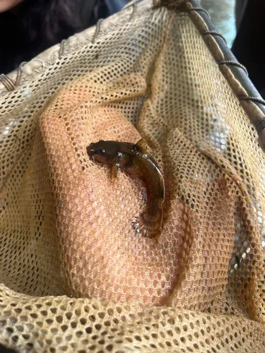Northern Madtom