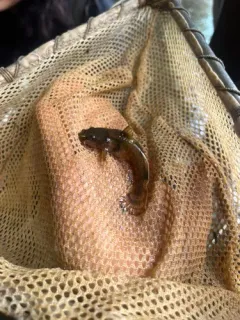 Northern Madtom thumbnail 1