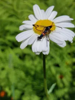Large Red-belted Clearwing Moth thumbnail 3
