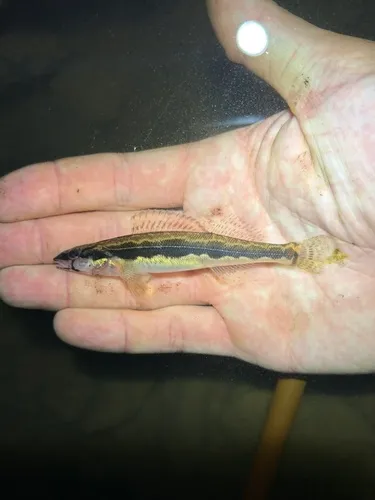 Longhead Darter