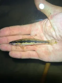Longhead Darter thumbnail 1