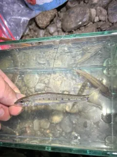 Streamline Chub thumbnail 1
