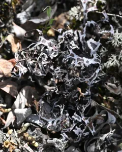 Arctic tumbleweed thumbnail 4