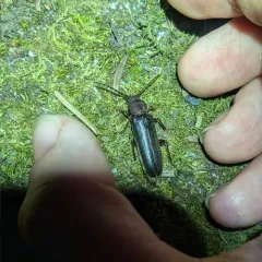 Megasemum asperum thumbnail 4