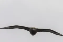 Great Skua thumbnail 3