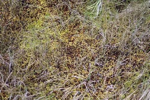 Loeskypnum badium