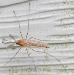 White-dotted Mosquito thumbnail 2