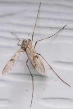 Tanypus vilipennis thumbnail 2