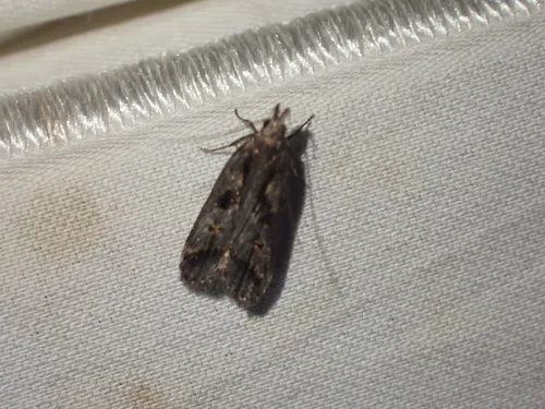 Dichomeris washingtoniella