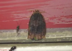 Smoked Leafroller Moth thumbnail 2