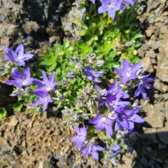 Olympic Bellflower thumbnail 4