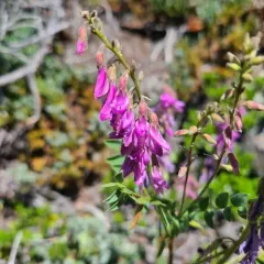 Western Sweet-vetch thumbnail 2