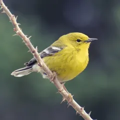 Pine Warbler thumbnail 2