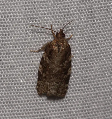 Fall Spruce Needle Moth