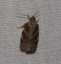 Fall Spruce Needle Moth thumbnail 1