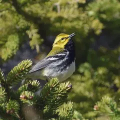 Black-throated Green Warbler thumbnail 3