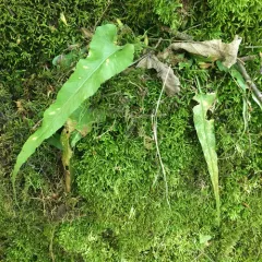 walking fern thumbnail 2