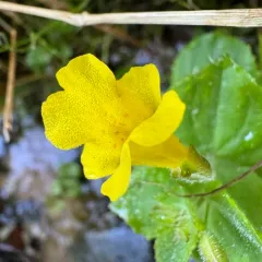 michigan monkey flower thumbnail 3