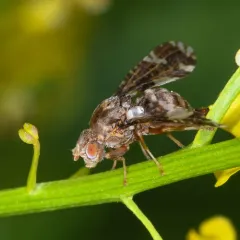 Goldenrod Gall Fly thumbnail 3