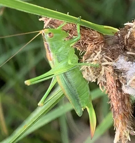 Gladiator Meadow Katydid