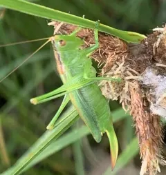 Gladiator Meadow Katydid thumbnail 1