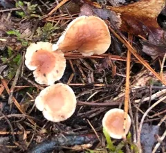 Gymnopus semihirtipes thumbnail 1