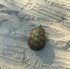 Common Box Turtle thumbnail 3