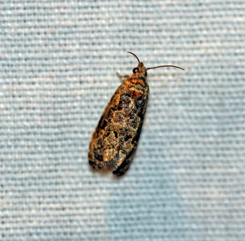 Verbena Bud Moth