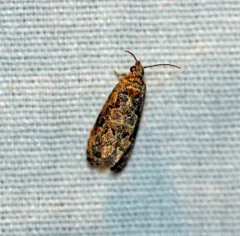 Verbena Bud Moth thumbnail 1
