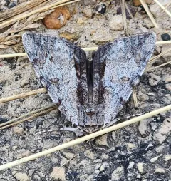 Inconsolable Underwing thumbnail 4