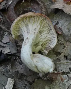 Craterellus foetidus thumbnail 4