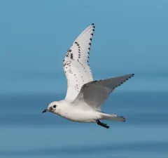 Ivory Gull thumbnail 2