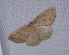 Drepanulatrix monicaria thumbnail 4