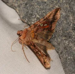 Two-spotted Looper Moth thumbnail 2