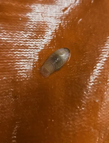Aegiochus arctica
