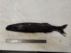 Baird's Smoothhead thumbnail 2