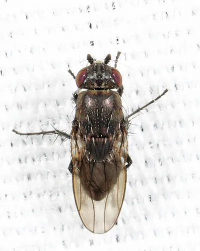 Rachispoda michigana