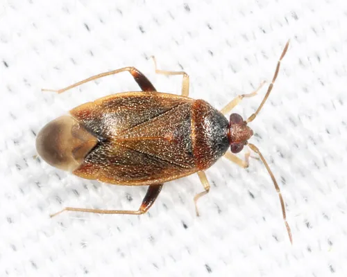 Ceratocapsus pumilus