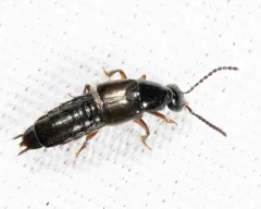Philonthus umbratilis thumbnail 2