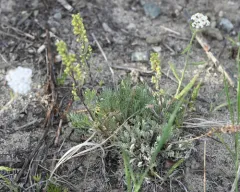 Boreal Sage thumbnail 4
