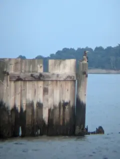 Brown Booby thumbnail 4