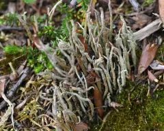 Bighorn Lichen thumbnail 4